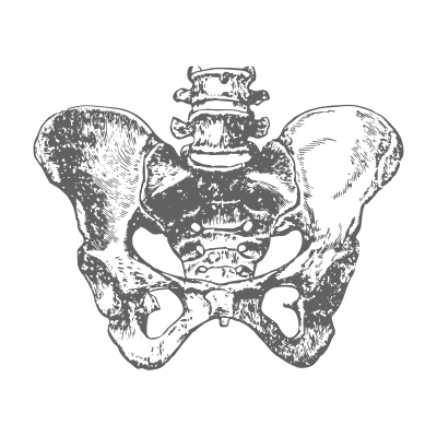 Human pelvis